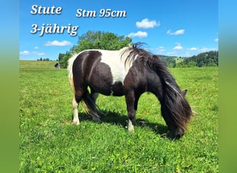 Ponis Shetland, Yegua, 3 años, 100 cm, Pío
