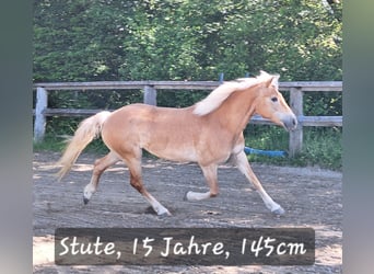 Ponis Shetland, Yegua, 3 años, 100 cm, Pío