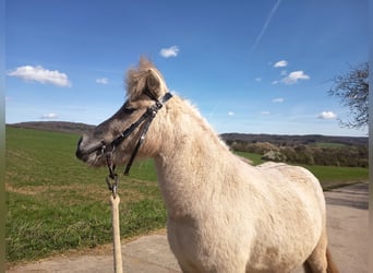 Ponis Shetland, Yegua, 3 años, 103 cm, Bayo