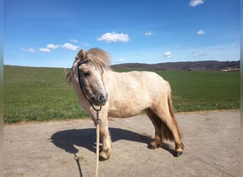 Ponis Shetland, Yegua, 3 años, 103 cm, Bayo