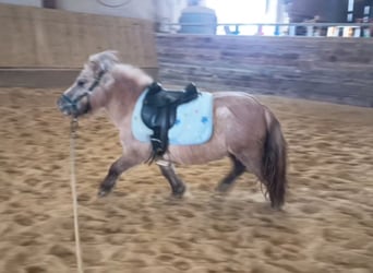 Ponis Shetland, Yegua, 3 años, 103 cm, Bayo