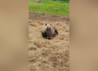 Ponis Shetland, Yegua, 3 años, 103 cm, Negro