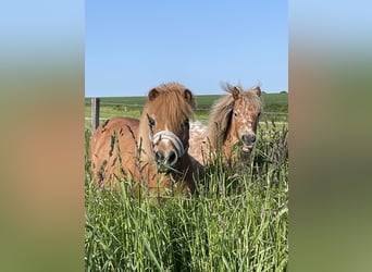 Ponis Shetland, Yegua, 3 años, 105 cm, Atigrado/Moteado