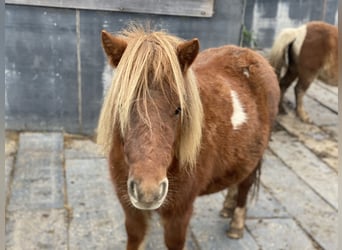 Ponis Shetland, Yegua, 3 años, 90 cm, Alazán