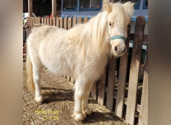 Ponis Shetland, Yegua, 3 años, 90 cm, Palomino