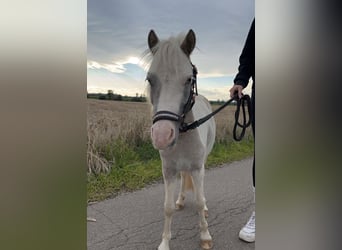 Ponis Shetland Mestizo, Yegua, 3 años, 90 cm, Pío