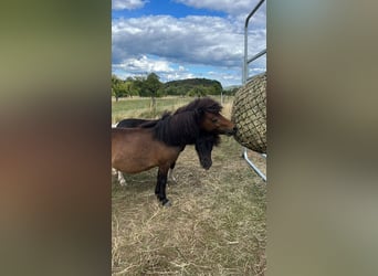 Ponis Shetland, Yegua, 3 años, 94 cm, Castaño