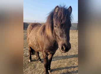 Ponis Shetland, Yegua, 3 años, 94 cm, Castaño