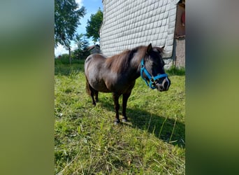 Ponis Shetland, Yegua, 3 años, Negro