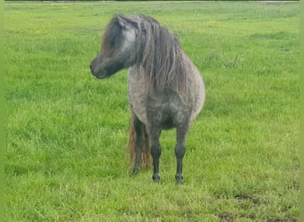 Ponis Shetland, Yegua, 4 años, 102 cm, Tordo rodado