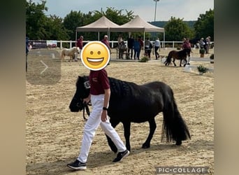 Ponis Shetland, Yegua, 4 años, 103 cm, Negro