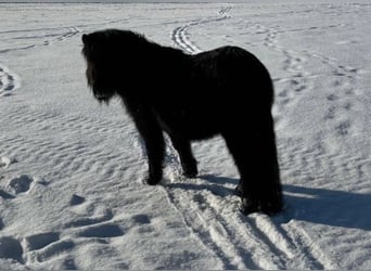 Ponis Shetland, Yegua, 4 años, 103 cm, Negro