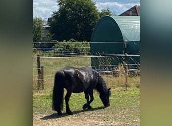 Ponis Shetland, Yegua, 4 años, 103 cm, Negro