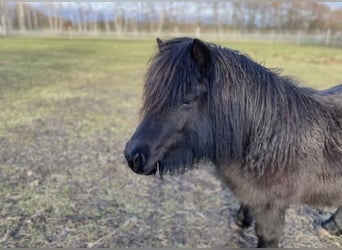 Ponis Shetland, Yegua, 4 años, 103 cm, Negro