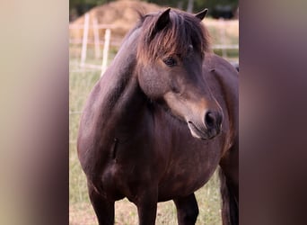 Ponis Shetland, Yegua, 4 años, 105 cm, Castaño