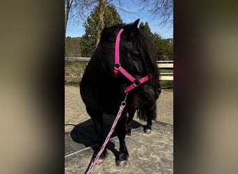 Ponis Shetland, Yegua, 4 años, 106 cm, Negro