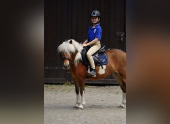 Ponis Shetland, Yegua, 4 años, 106 cm, Pío