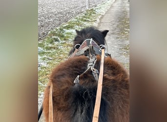 Ponis Shetland, Yegua, 4 años, 107 cm, Castaño