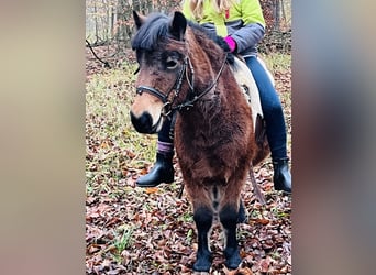 Ponis Shetland, Yegua, 4 años, 107 cm, Castaño