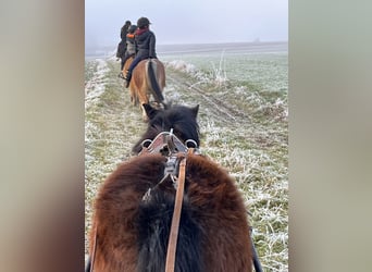 Ponis Shetland, Yegua, 4 años, 107 cm, Castaño