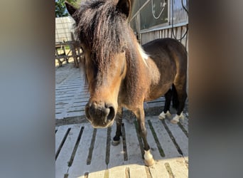 Ponis Shetland, Yegua, 4 años, 112 cm, Pío
