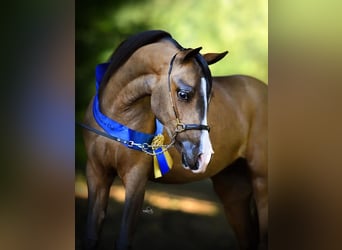 Ponis Shetland, Yegua, 4 años, 119 cm, Castaño
