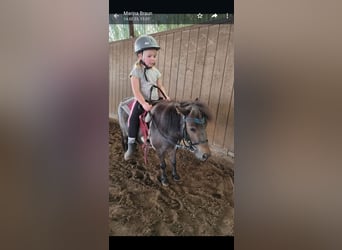 Ponis Shetland, Yegua, 4 años, 80 cm, Ruano azulado