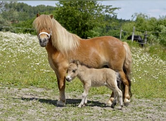 Ponis Shetland, Yegua, 4 años, 85 cm, Alazán