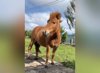 Ponis Shetland, Yegua, 4 años, 85 cm, Alazán