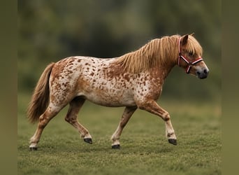 Ponis Shetland, Yegua, 4 años, 85 cm, Atigrado/Moteado