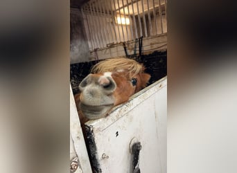 Ponis Shetland, Yegua, 4 años, 85 cm, Castaño claro