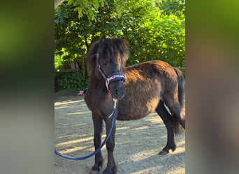 Ponis Shetland, Yegua, 4 años, 90 cm, Negro