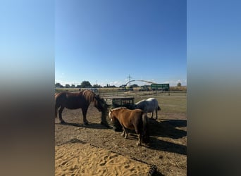 Ponis Shetland, Yegua, 4 años, 91 cm, Alazán
