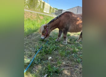 Ponis Shetland, Yegua, 4 años, 91 cm, Alazán