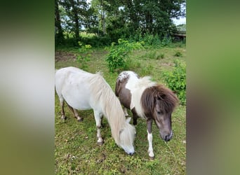 Ponis Shetland, Yegua, 4 años, 93 cm, Pío