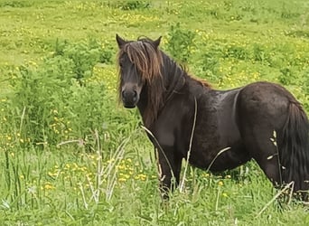 Ponis Shetland, Yegua, 4 años, Negro