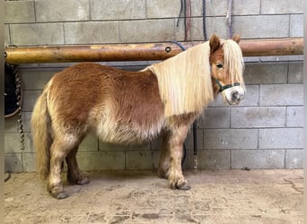 Ponis Shetland, Yegua, 5 años, 100 cm, Alazán