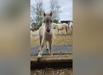 Ponis Shetland, Yegua, 5 años, 100 cm, Champán