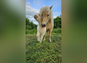 Ponis Shetland, Yegua, 5 años, 100 cm, Champán