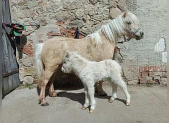 Ponis Shetland, Yegua, 5 años, 100 cm, Champán