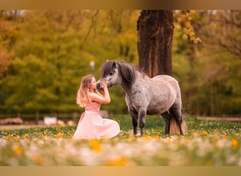 Ponis Shetland, Yegua, 5 años, 100 cm, Tordo