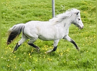 Ponis Shetland, Yegua, 5 años, 102 cm, Atigrado/Moteado