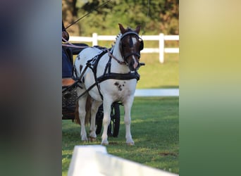 Ponis Shetland, Yegua, 5 años, 103 cm, Pío