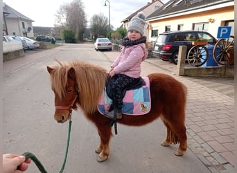 Ponis Shetland, Yegua, 5 años, 105 cm, Alazán