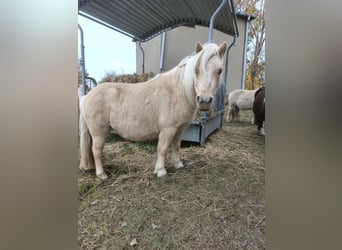 Ponis Shetland, Yegua, 5 años, 105 cm, Champán