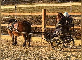 Ponis Shetland, Yegua, 5 años, 107 cm, Castaño