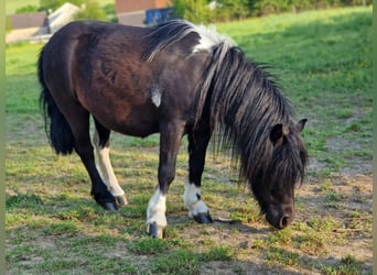 Ponis Shetland, Yegua, 5 años, 107 cm, Tobiano-todas las-capas