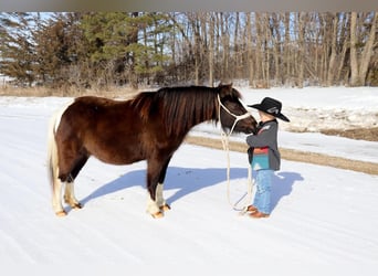 Ponis Shetland, Yegua, 5 años, 109 cm