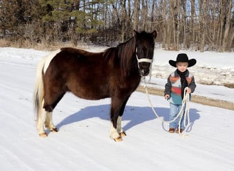 Ponis Shetland, Yegua, 5 años, 109 cm