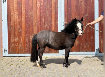 Ponis Shetland, Yegua, 5 años, 85 cm